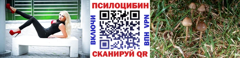 Купить закладки  Кириши  Псилоцибиновые грибы GOLDEN TEACHER 